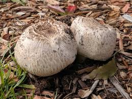 Attēlu rezultāti vaicājumam “Hydnum sp.”