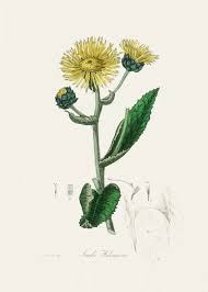 Image result for Inula helenium