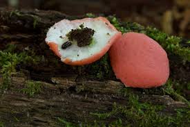 Attēlu rezultāti vaicājumam “Dictydiaethalium plumbeum spores”