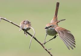 Attēlu rezultāti vaicājumam “Lanius collurio female”