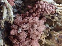 Attēlu rezultāti vaicājumam “Arcyria incarnata”