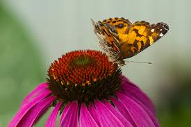 Attēlu rezultāti vaicājumam “Vanessa cardui”