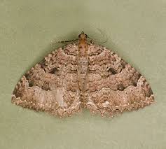 Attēlu rezultāti vaicājumam “Triphosa dubitata”