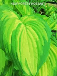 Image result for Hosta Warpaint