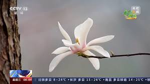 Image result for 2009早春