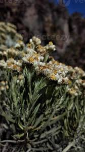 Attēlu rezultāti vaicājumam “Helichrysum arenarium bud”