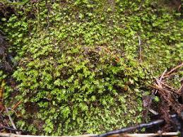 Attēlu rezultāti vaicājumam “Pohlia”