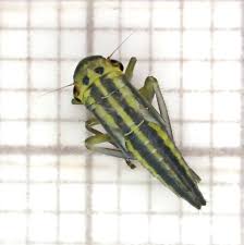 Attēlu rezultāti vaicājumam “Cicadella viridis female”