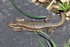 Attēlu rezultāti vaicājumam “Lacerta vivipara female”