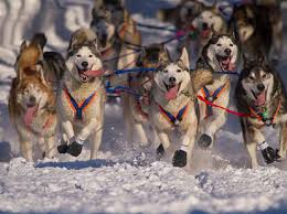 Image result for Team Ice Fire British Sled Dog Racing Team