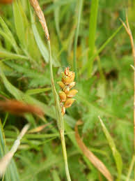 Attēlu rezultāti vaicājumam “Carex panicea fruit”