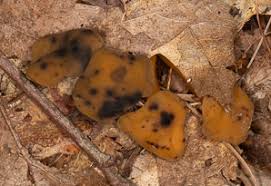 Attēlu rezultāti vaicājumam “Leotia lubrica”