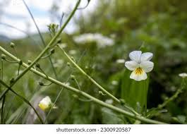 Attēlu rezultāti vaicājumam “Viola arvensis”