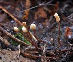 Attēlu rezultāti vaicājumam “Heyderia abietis”