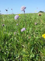 Image result for Succisa pratensis