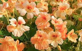 Image result for Tropaeolum minus