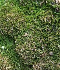 Attēlu rezultāti vaicājumam “Odontoschisma sphagni”