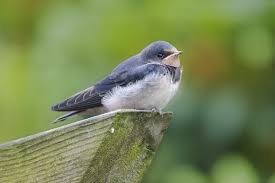 Attēlu rezultāti vaicājumam “Hirundo rustica juvenile”