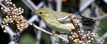 Image result for Dendroica striata