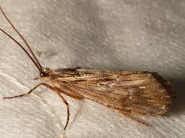 Attēlu rezultāti vaicājumam “Phryganeidae”