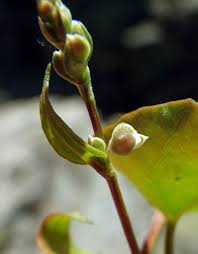 Attēlu rezultāti vaicājumam “Fallopia convolvulus fruit”