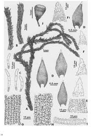 Attēlu rezultāti vaicājumam “Hedwigia ciliata sporophyte”
