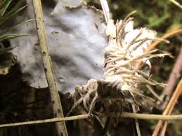 Attēlu rezultāti vaicājumam “Peltigera canina”