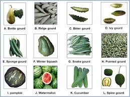 Attēlu rezultāti vaicājumam “Cucurbita pepo fruit”