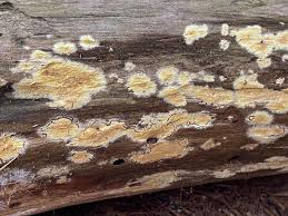 Attēlu rezultāti vaicājumam “Coniophora puteana”