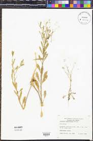 Attēlu rezultāti vaicājumam “Lepidium densiflorum leaf”