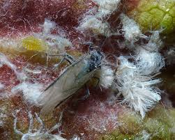 Attēlu rezultāti vaicājumam “Thecabius affinis”