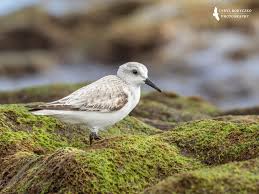 Attēlu rezultāti vaicājumam “Calidris alba”