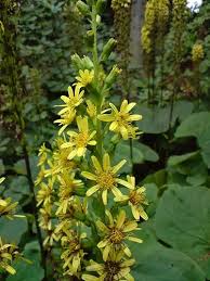 Attēlu rezultāti vaicājumam “Ligularia sibirica flower”