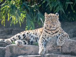 Image result for Essex Leopards