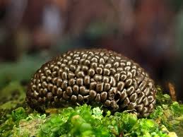 Attēlu rezultāti vaicājumam “Tubifera sp.”