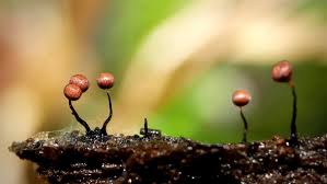 Attēlu rezultāti vaicājumam “Cribraria cancellata var. fusca spores”