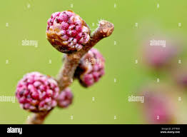 Attēlu rezultāti vaicājumam “Ulmus glabra flower”