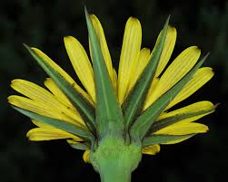 Attēlu rezultāti vaicājumam “Tragopogon heterospermus leaf”