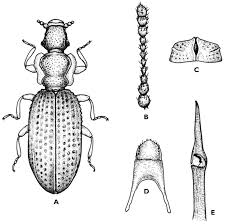 Attēlu rezultāti vaicājumam “Dienerella elongata”
