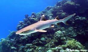 Image result for Triaenodon obesus