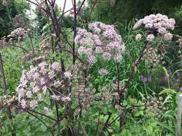 Image result for Angelica silvestris