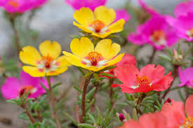 Attēlu rezultāti vaicājumam “Portulaca oleracea flower”