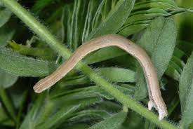 Attēlu rezultāti vaicājumam “Rhodostrophia vibicaria”