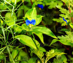 Attēlu rezultāti vaicājumam “Commelinaceae”