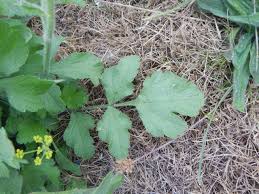 Attēlu rezultāti vaicājumam “Pastinaca sativa subsp. sylvestris leaf”