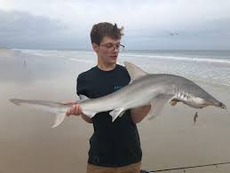 Image result for Sphyrna tiburo