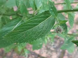Attēlu rezultāti vaicājumam “Mentha x piperita leaf”