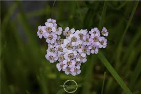 Attēlu rezultāti vaicājumam “Achillea salicifolia flower”