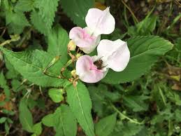 Attēlu rezultāti vaicājumam “Impatiens glandulifera flower”