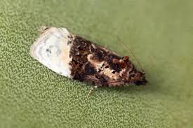 Attēlu rezultāti vaicājumam “Apotomis betuletana”